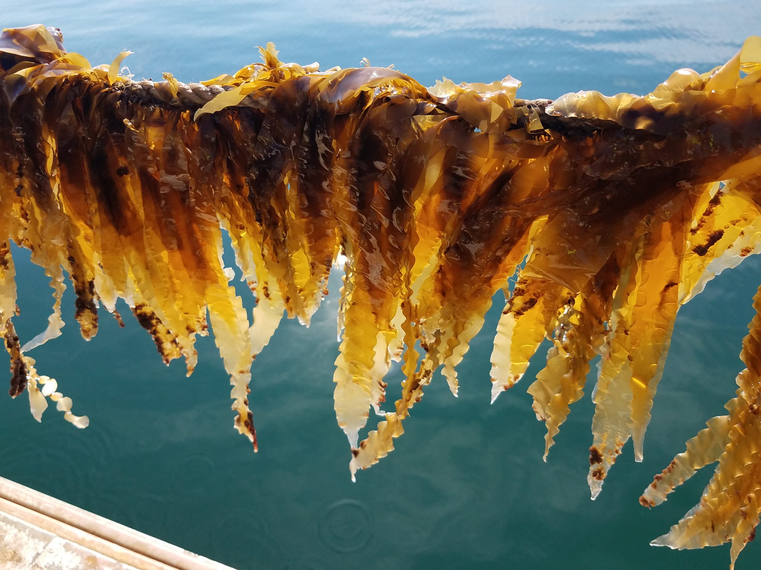 Improved Kelp Strains