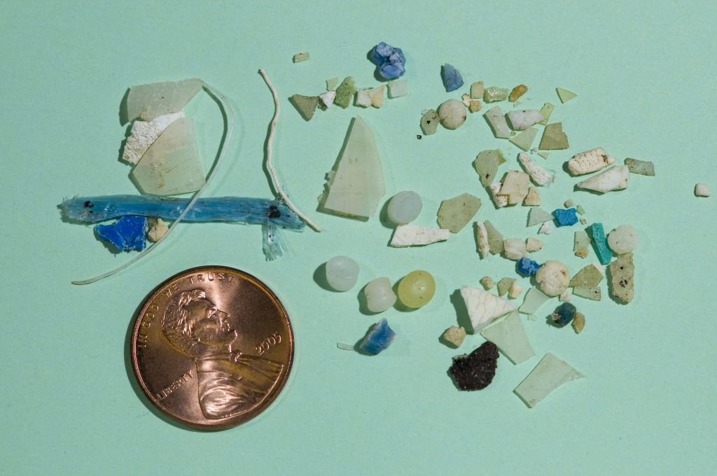 Collected plastic samples compared in size to a penny.

Photo by Tom Kleindinst

© Woods Hole Oceanographic Institution
