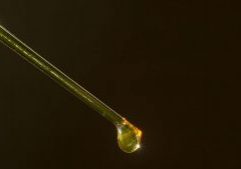 A pipette droplet of oil extracted from algae. (Photo by Tom Kleindinst © Woods Hole Oceanographic Institution)